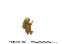 藏品(灰苔屬)的圖片